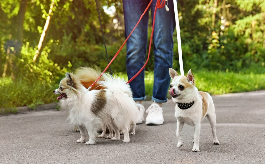 Do you offer mobile pet grooming services in Dubai?