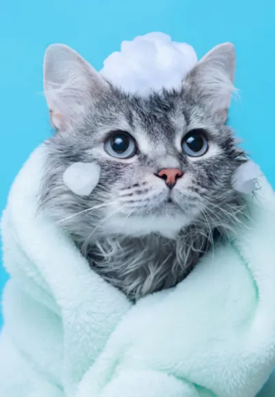 What is the cost of pet grooming at Nahpet?